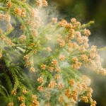 ヨーグルトで花粉症が治る？花粉症初心者の私が調べて為になった花粉症対策と体のメカニズム