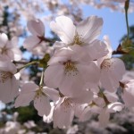 春はすぐそこ！！尼崎界隈の桜の名所をご紹介